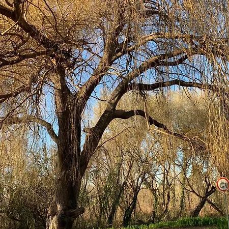 Forest Terrace De Mira Apartman *