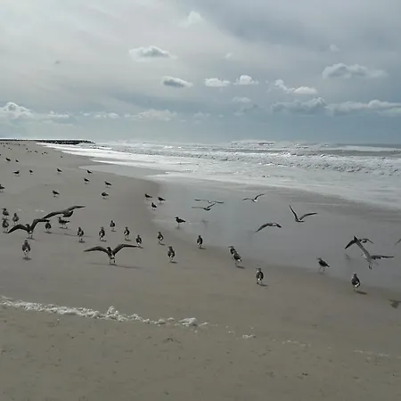 Appartement Forest Terrace De Mira