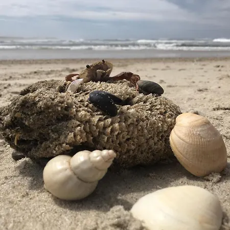 Appartement Forest Terrace De Mira